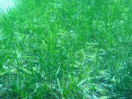 Cymodocea Geobotanica Pityusa